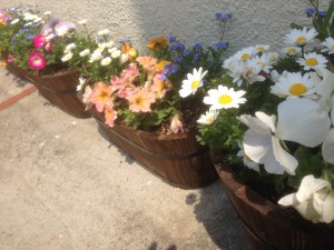 140410入園式01花2
