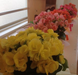 140410入園式01花4