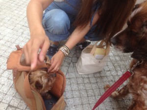140624ショコラ01